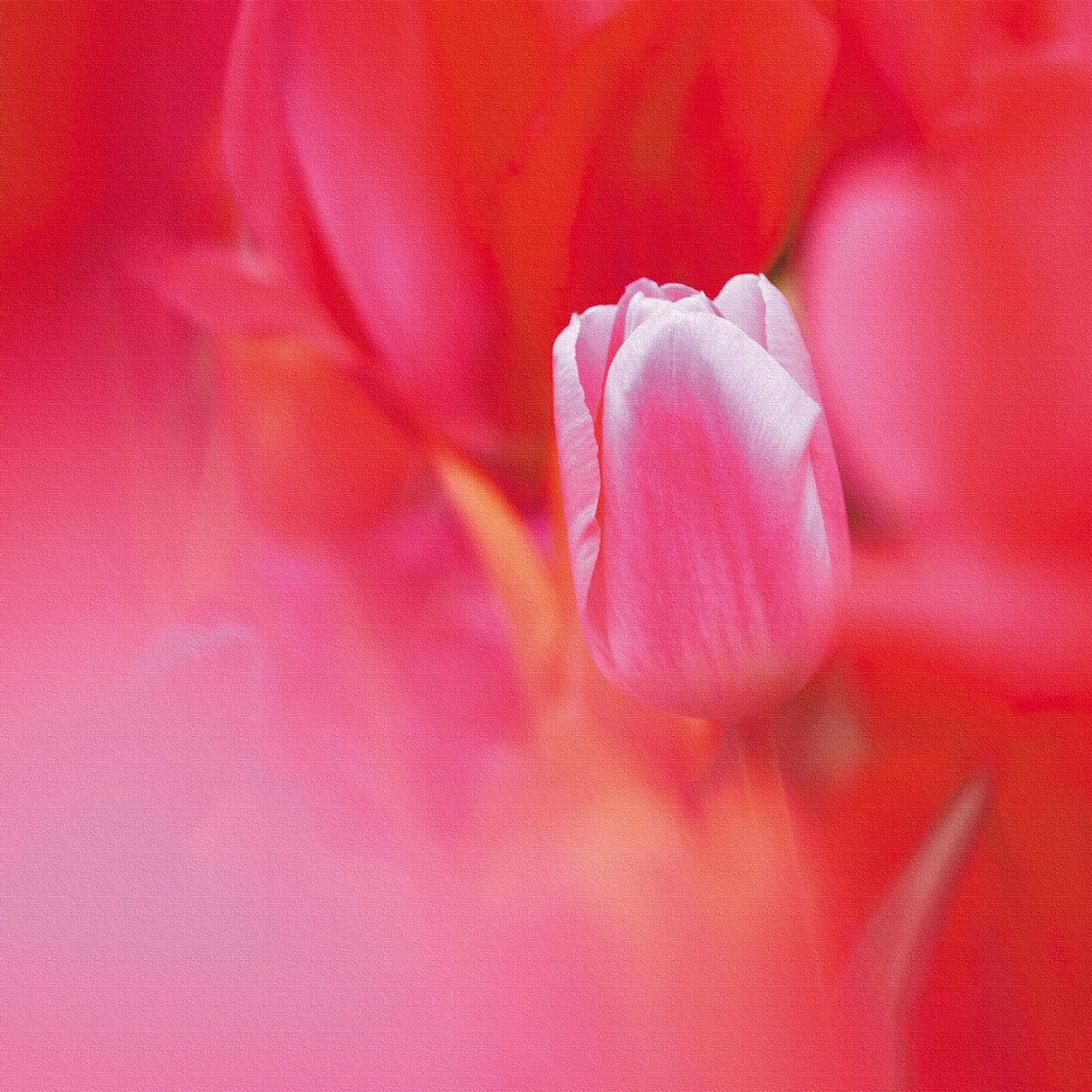 チューリップのファブリックパネルセット インテリア雑貨 アートパネル キャンバス 花 レッド nori-2005-045 - ArtDeli. アートパネル専門店