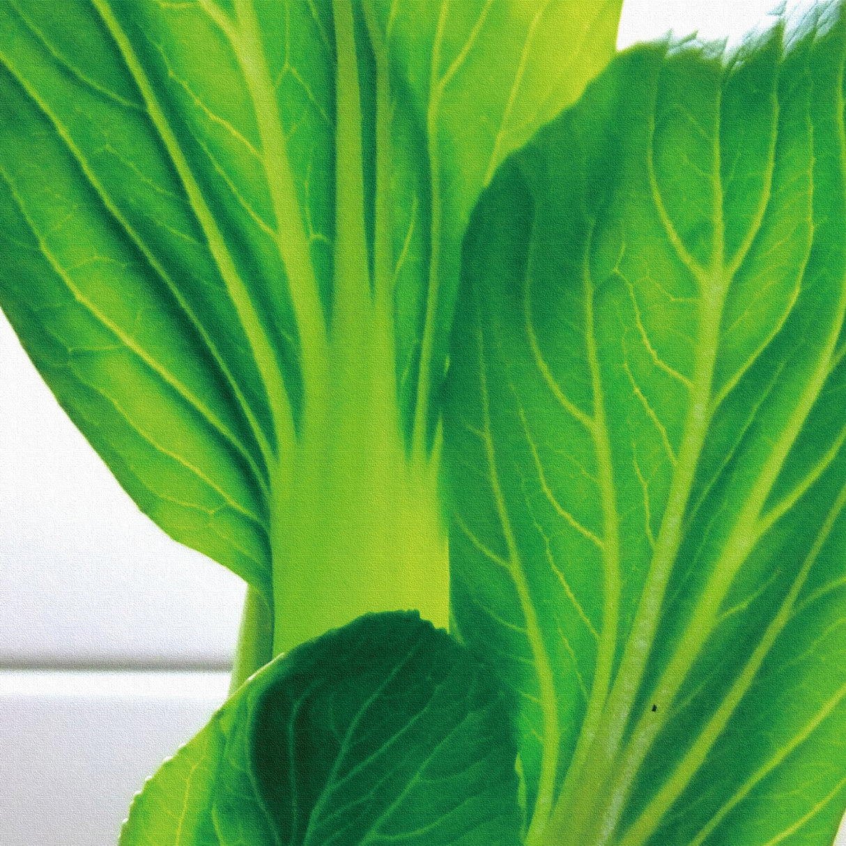 野菜モチーフのインテリア小物 アート 雑貨 pho-0002