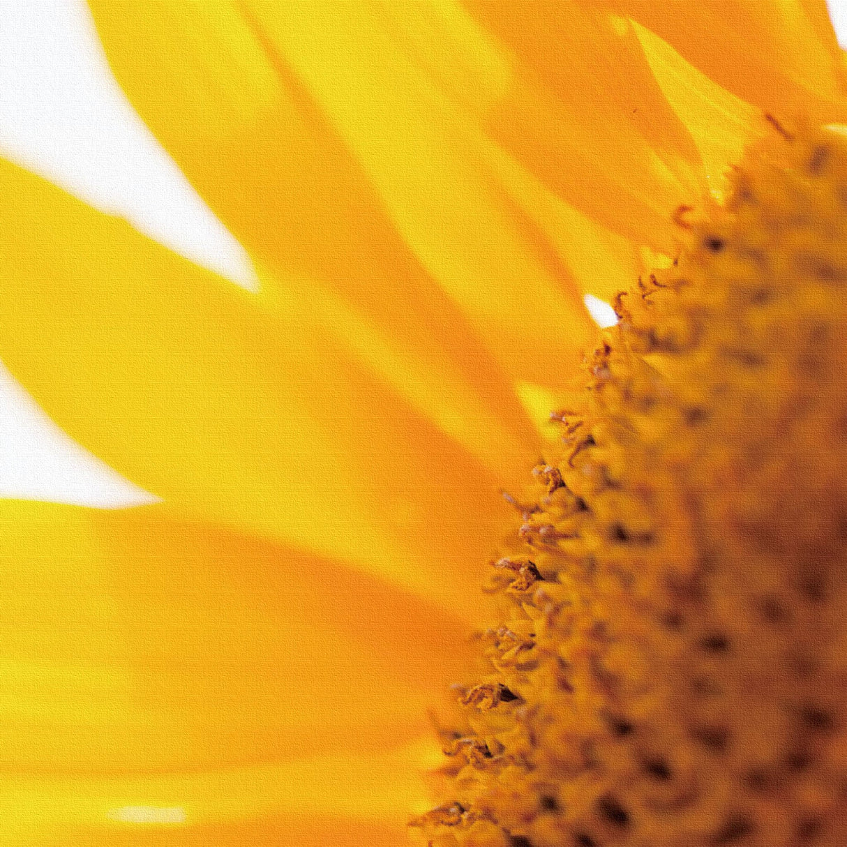 ヒマワリのファブリックパネル アート 雑貨 pho-0011