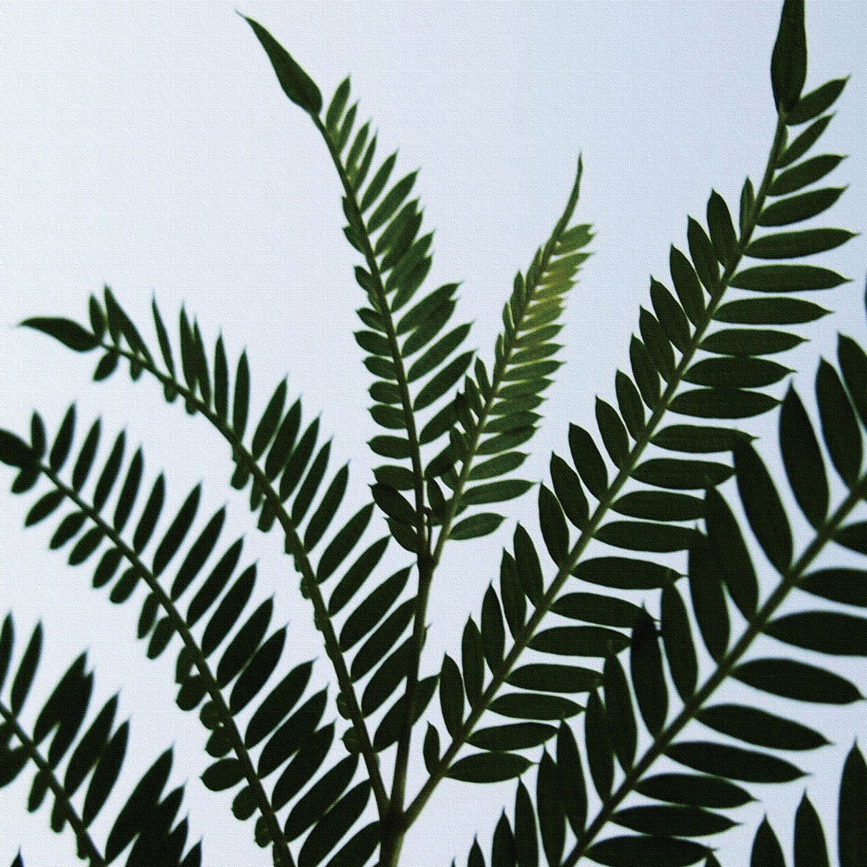 植物のインテリア小物 インテリア アート pho-0016