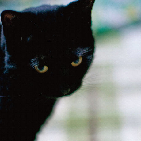 壁掛けインテリアならファブリックパネル|猫 インテリア 雑貨 pho-0030