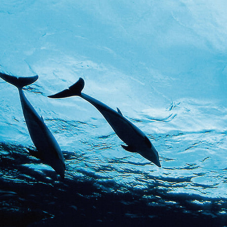 壁掛けインテリアにファブリックパネル|イルカ アート 雑貨 pho-0031