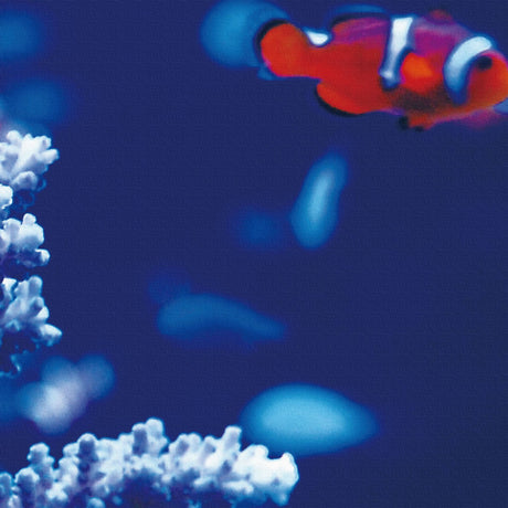 壁掛けインテリアにファブリックパネル|カクレクマノミ 壁掛け アート pho-0032