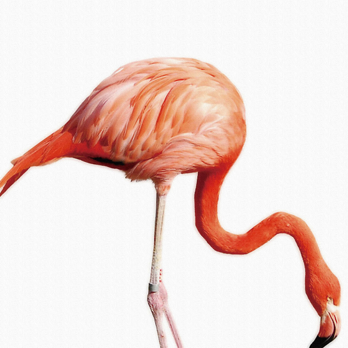 Flamingo Fabric Panel Photo Art pho-0037