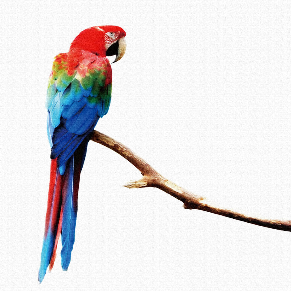 壁掛けインテリアにファブリックパネル|インコ インテリア アート pho-0046