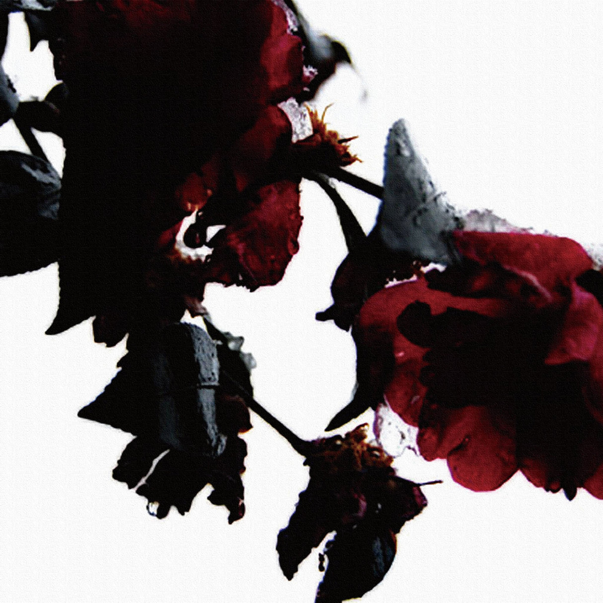 壁掛けインテリアにファブリックパネル|バラ 写真 アート pho-0047