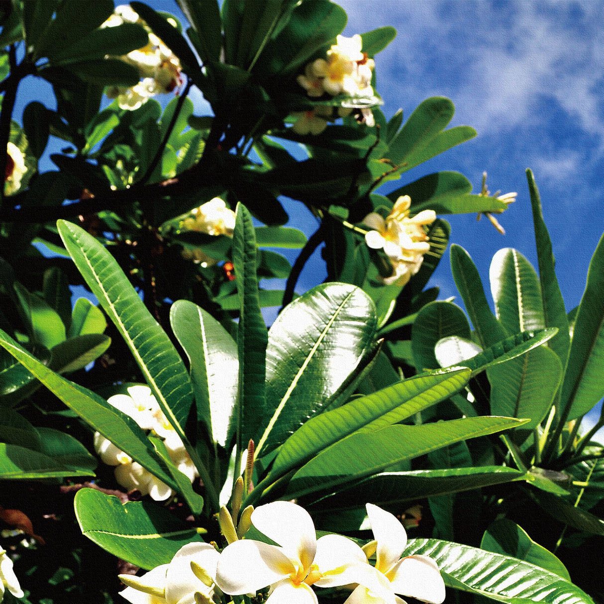 花モチーフのインテリア小物 アート 雑貨 pho-0059