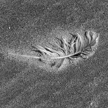 羽モチーフのインテリア小物 写真 壁掛け pho-0066