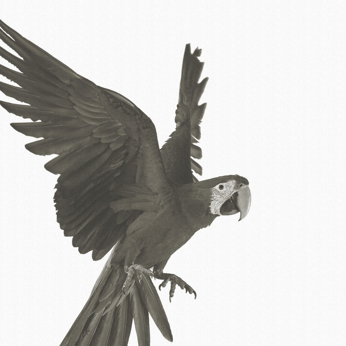 鳥の壁掛けアート インテリア 雑貨 アート シンプルモダン  pho-0108