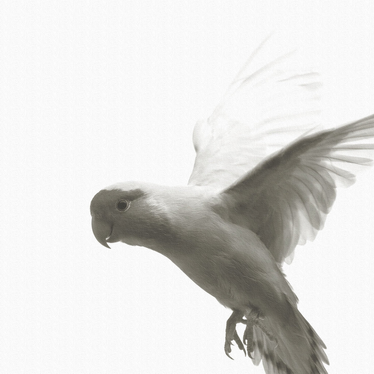 鳥のファブリックボード インテリア 雑貨 アート シンプルモダン  pho-0109