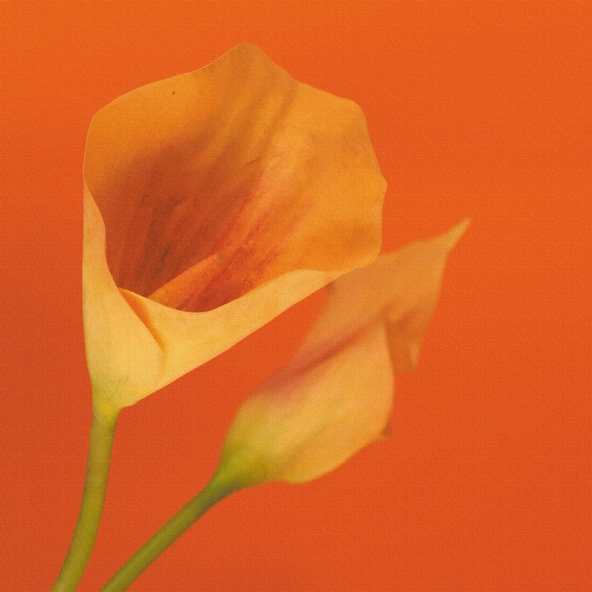 花のアートパネル インテリア雑貨 アートパネル キャンバス オレンジ poht-2205-01