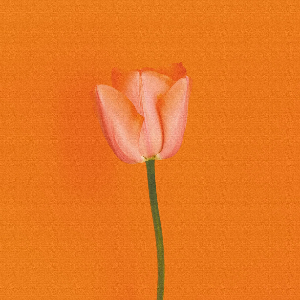 花のアートパネル インテリア雑貨 アートパネル キャンバス オレンジ poht-2205-05