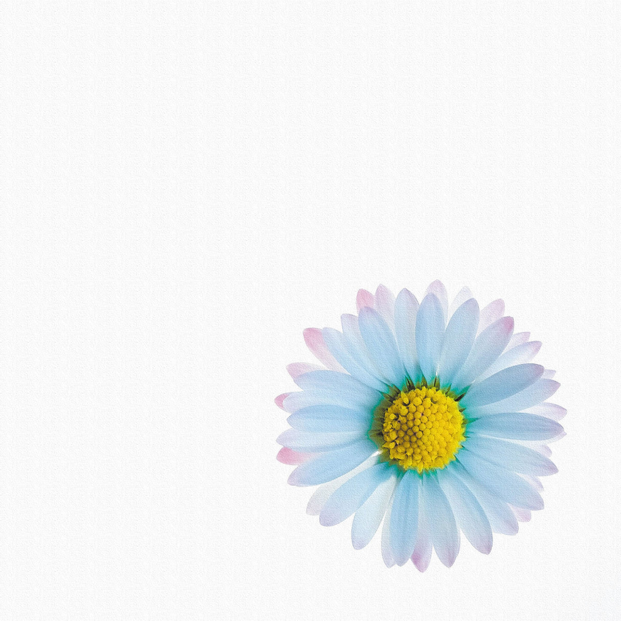 花のファブリックボード インテリア雑貨 アートパネル キャンバス ホワイト poht-2205-06