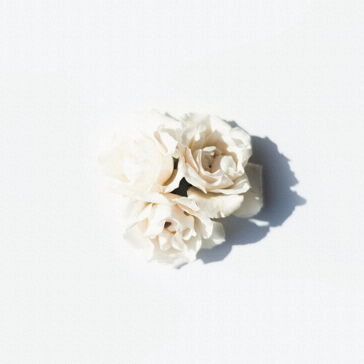 花のアートパネル インテリア雑貨 アートパネル キャンバス ホワイト poht-2205-11