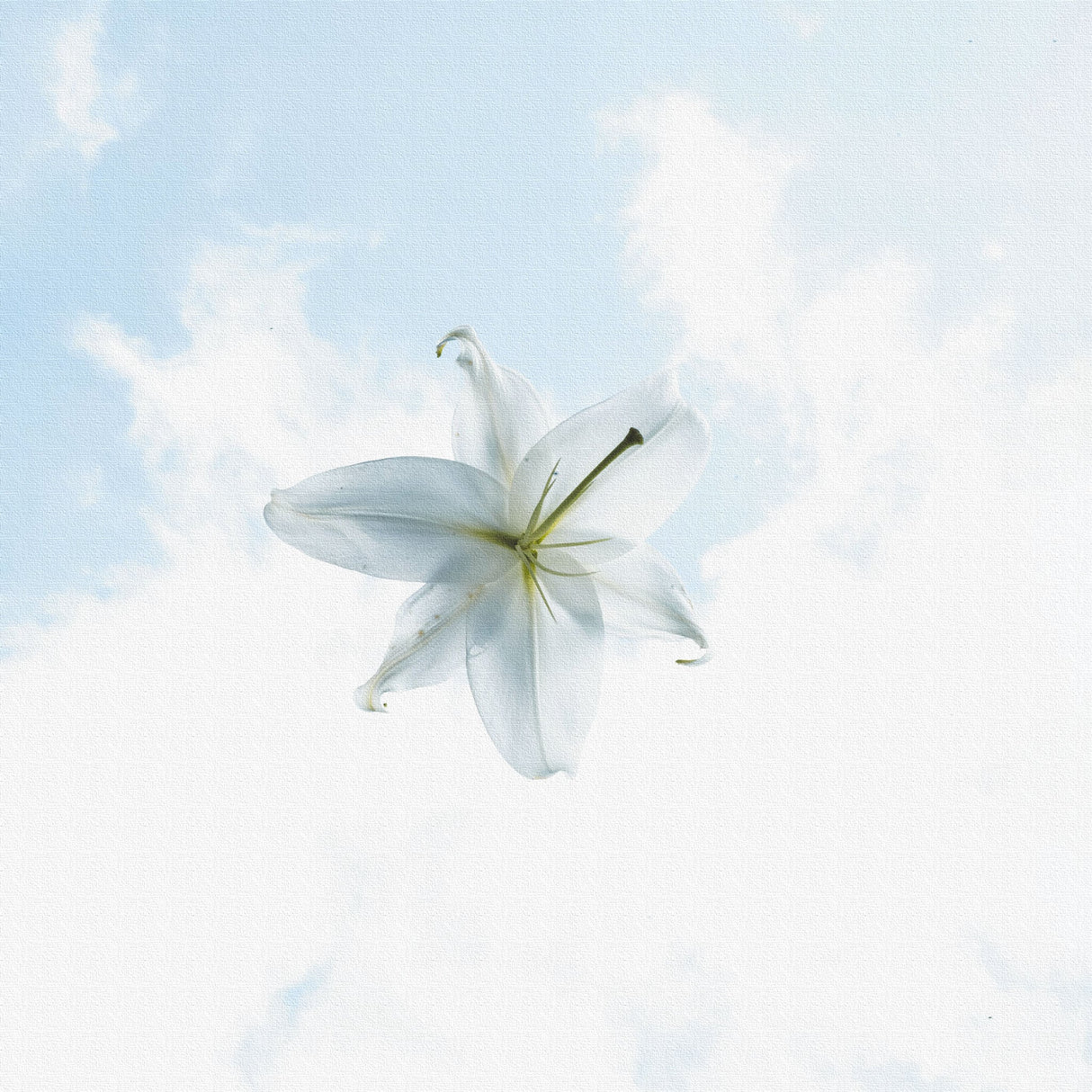 花のファブリックボード インテリア雑貨 アートパネル キャンバス ホワイト poht-2205-12