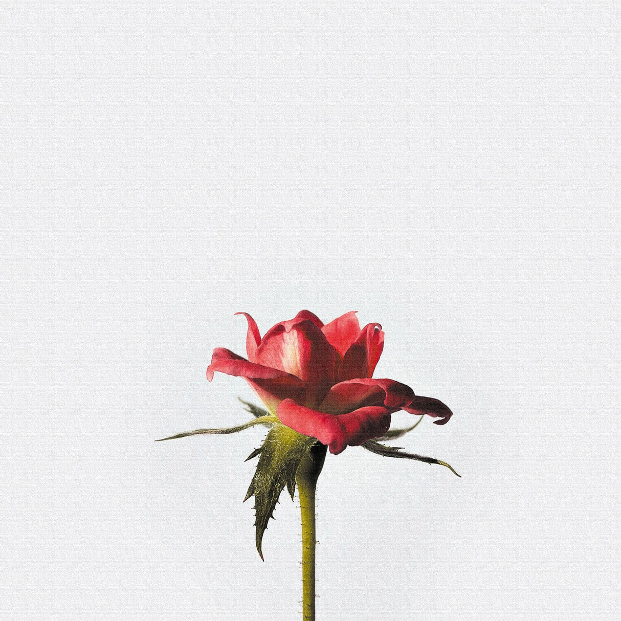 花のファブリックボード インテリア雑貨 アートパネル キャンバス ホワイト poht-2205-14