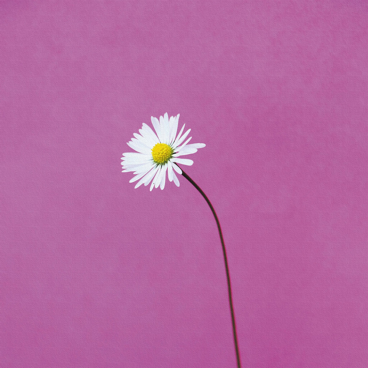 花のアートパネル インテリア雑貨 アートパネル キャンバス パープル poht-2205-15