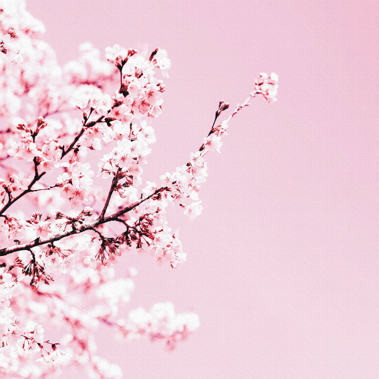 花のファブリックボード インテリア雑貨 アートパネル キャンバス ピンク 桜 poht-2205-16