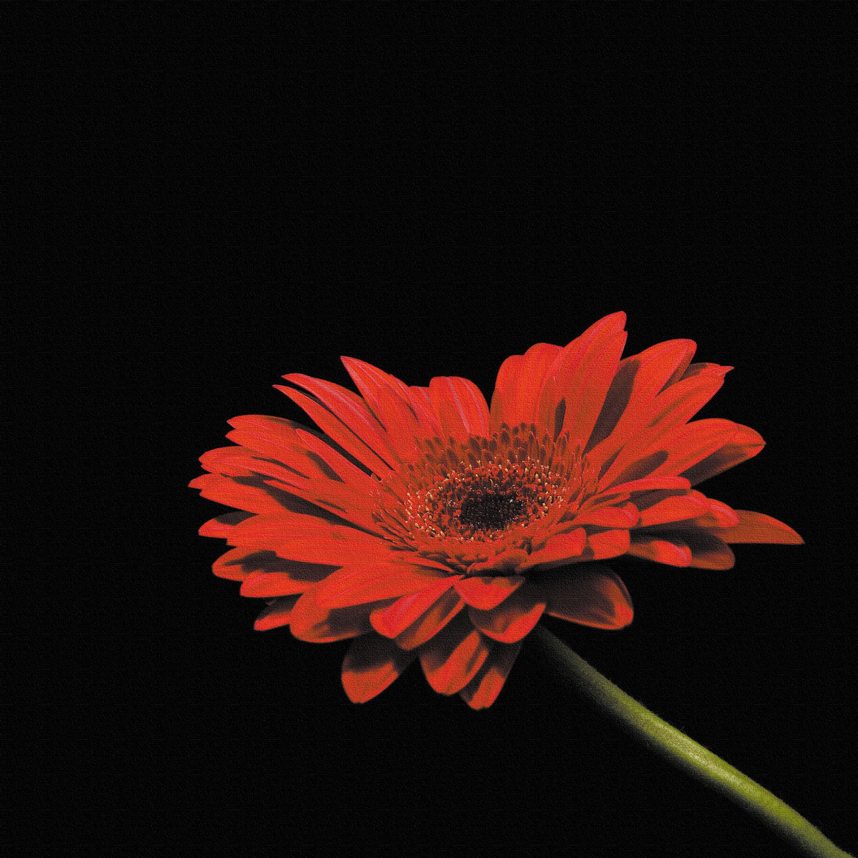 花のアートパネル インテリア雑貨 アートパネル キャンバス ブラック poht-2205-17