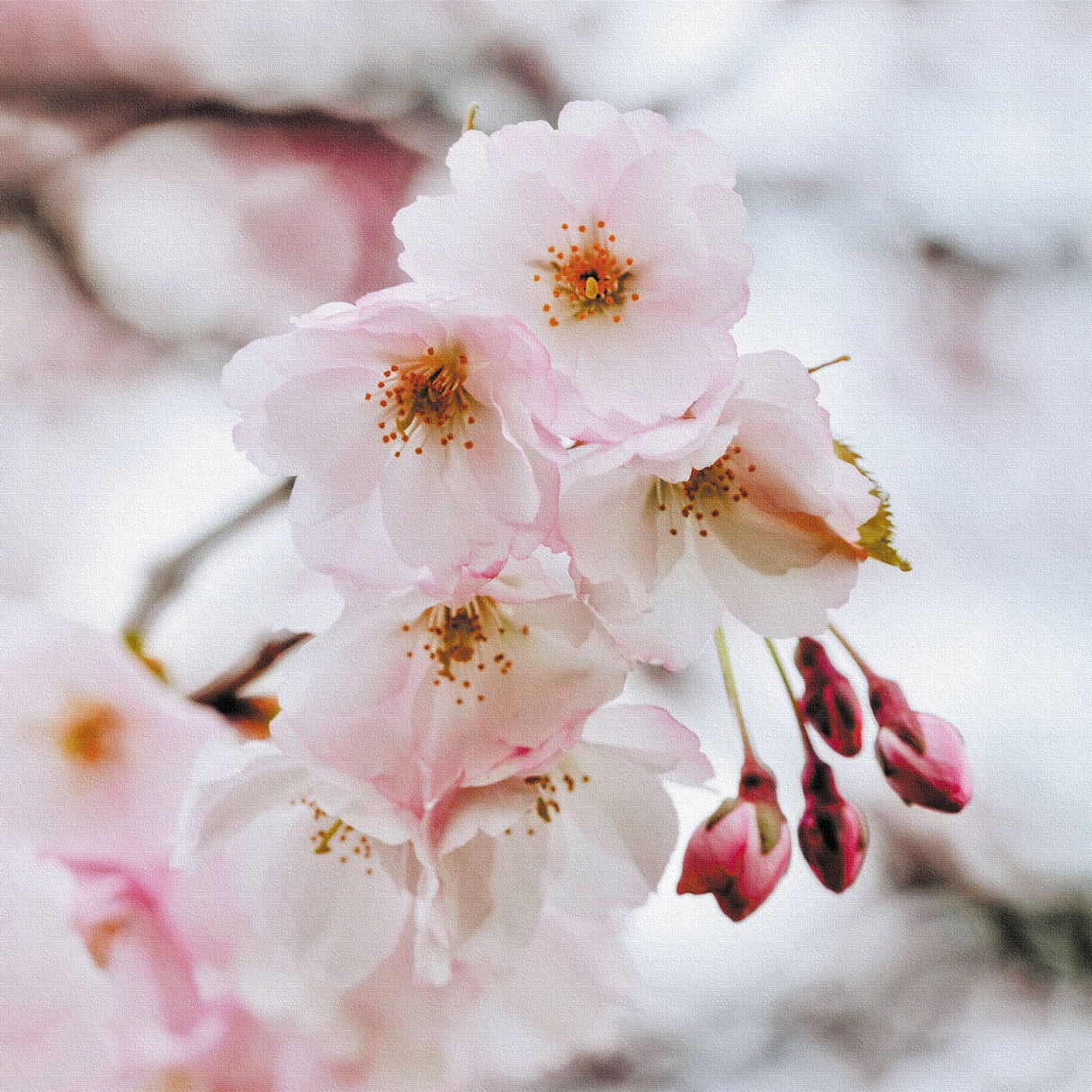 花のアートパネル インテリア雑貨 アートパネル キャンバス ピンク 桜 poht-2205-19