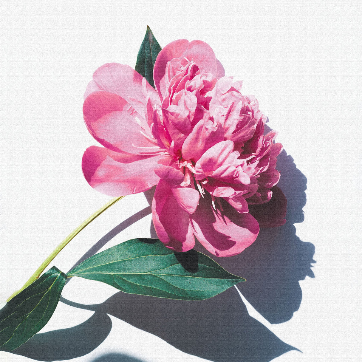 花のアートパネル インテリア雑貨 アートパネル キャンバス ピンク poht-2205-21