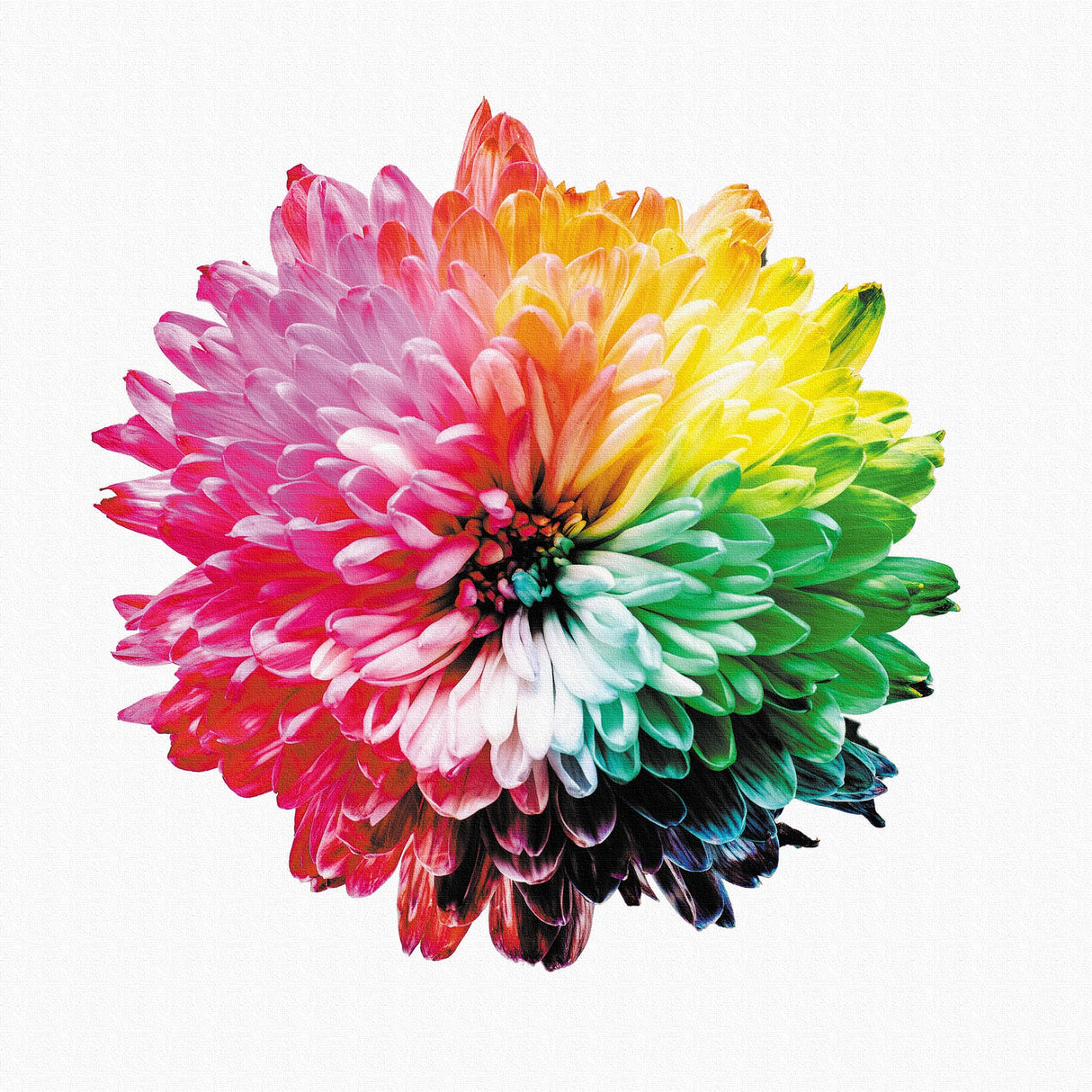 花のアートパネル インテリア雑貨 アートパネル キャンバス カラフル poht-2205-25