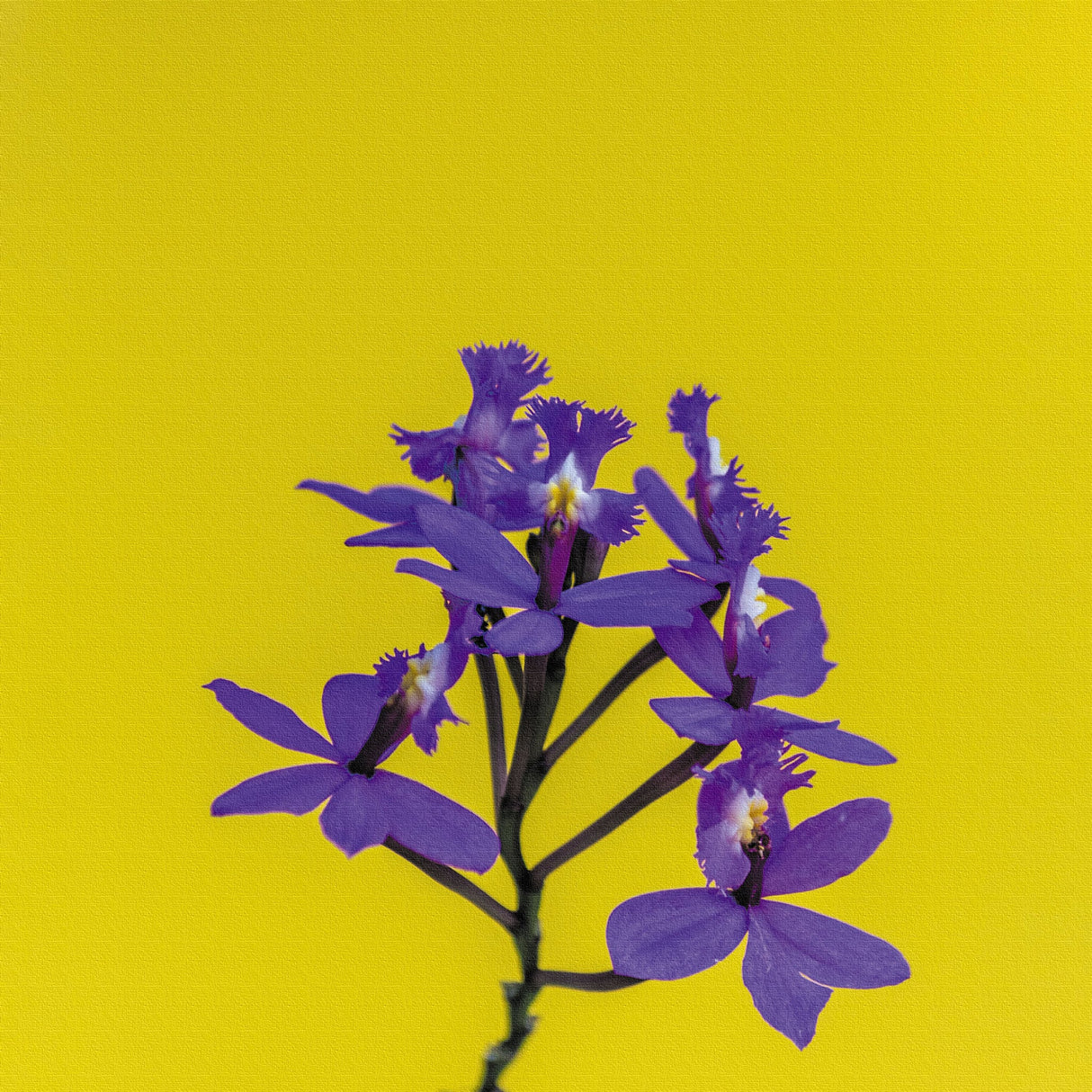 花のファブリックボード インテリア雑貨 アートパネル キャンバス イエロー poht-2205-26