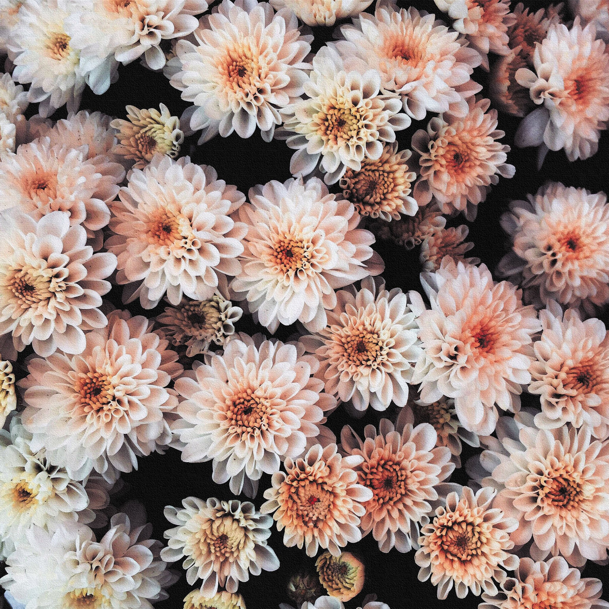 花のアートパネル インテリア雑貨 アートパネル キャンバス ピンク poht-2205-27