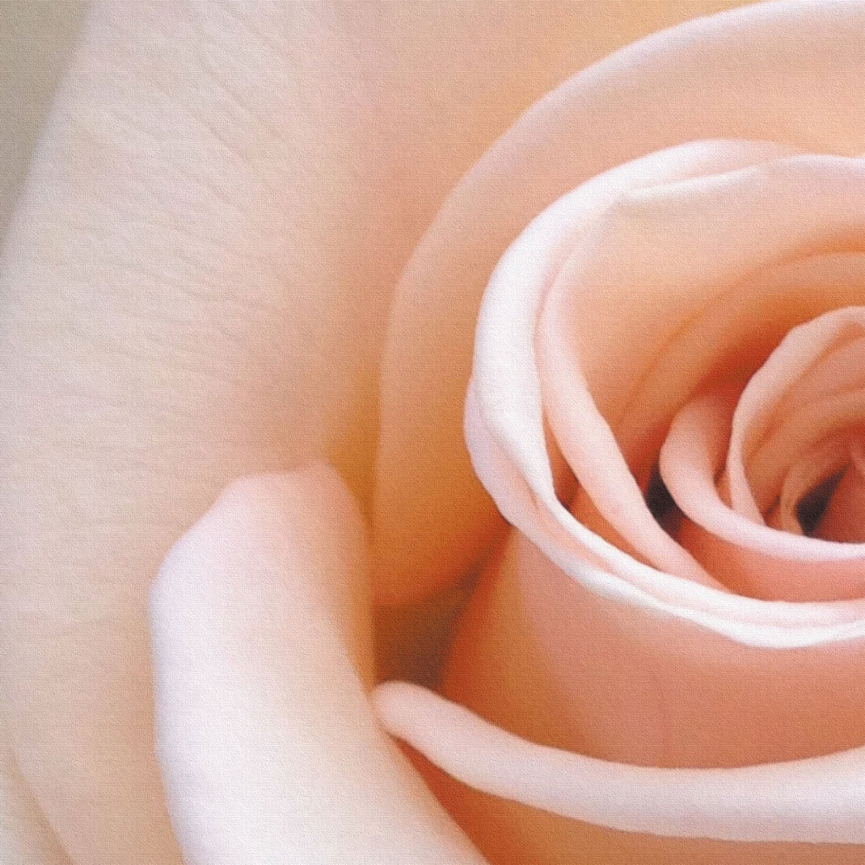 Floral Fabric Board Interior Goods Art Panel Canvas Pink poht-2205-28