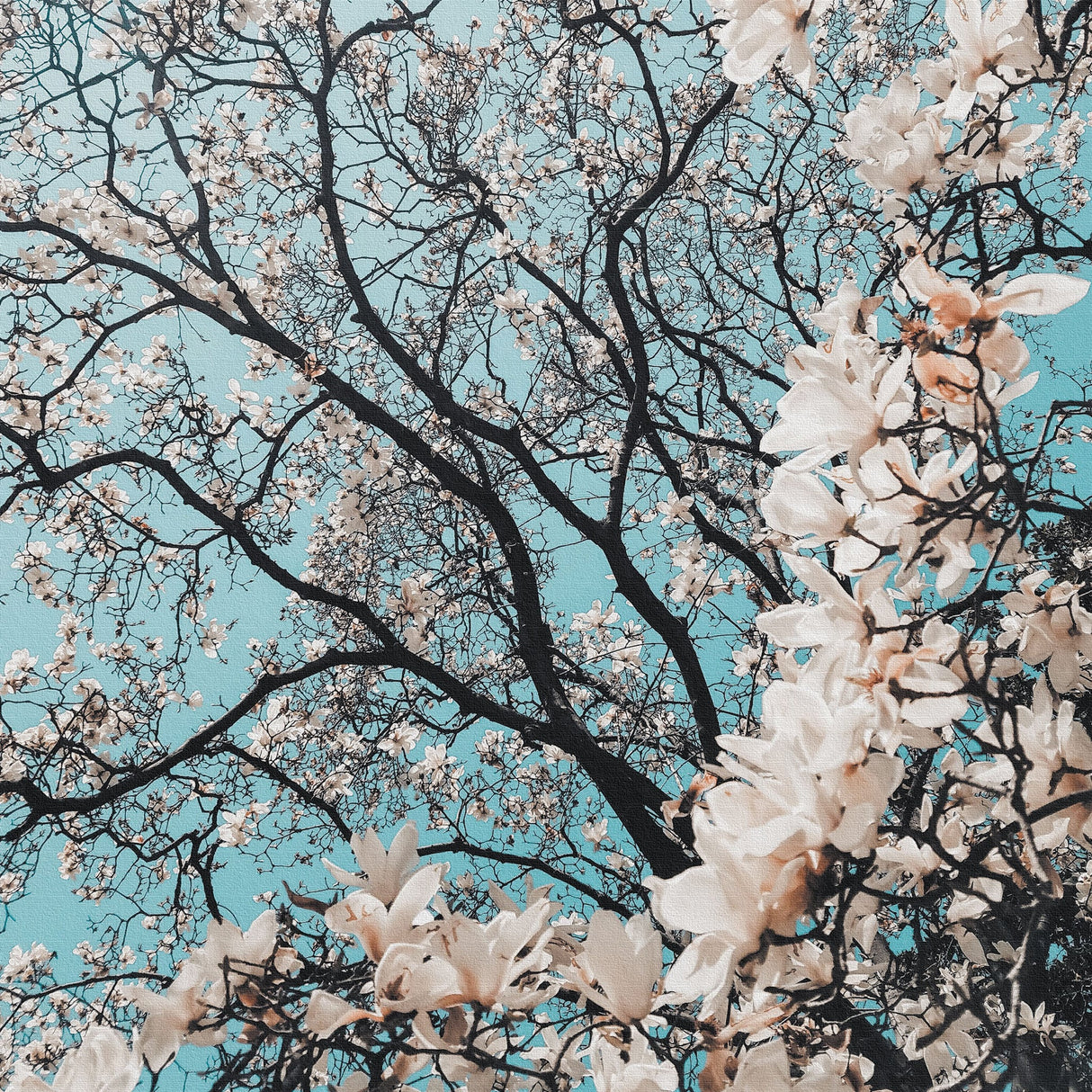 花のアートパネル インテリア雑貨 アートパネル キャンバス ピンク 桜 poht-2205-29