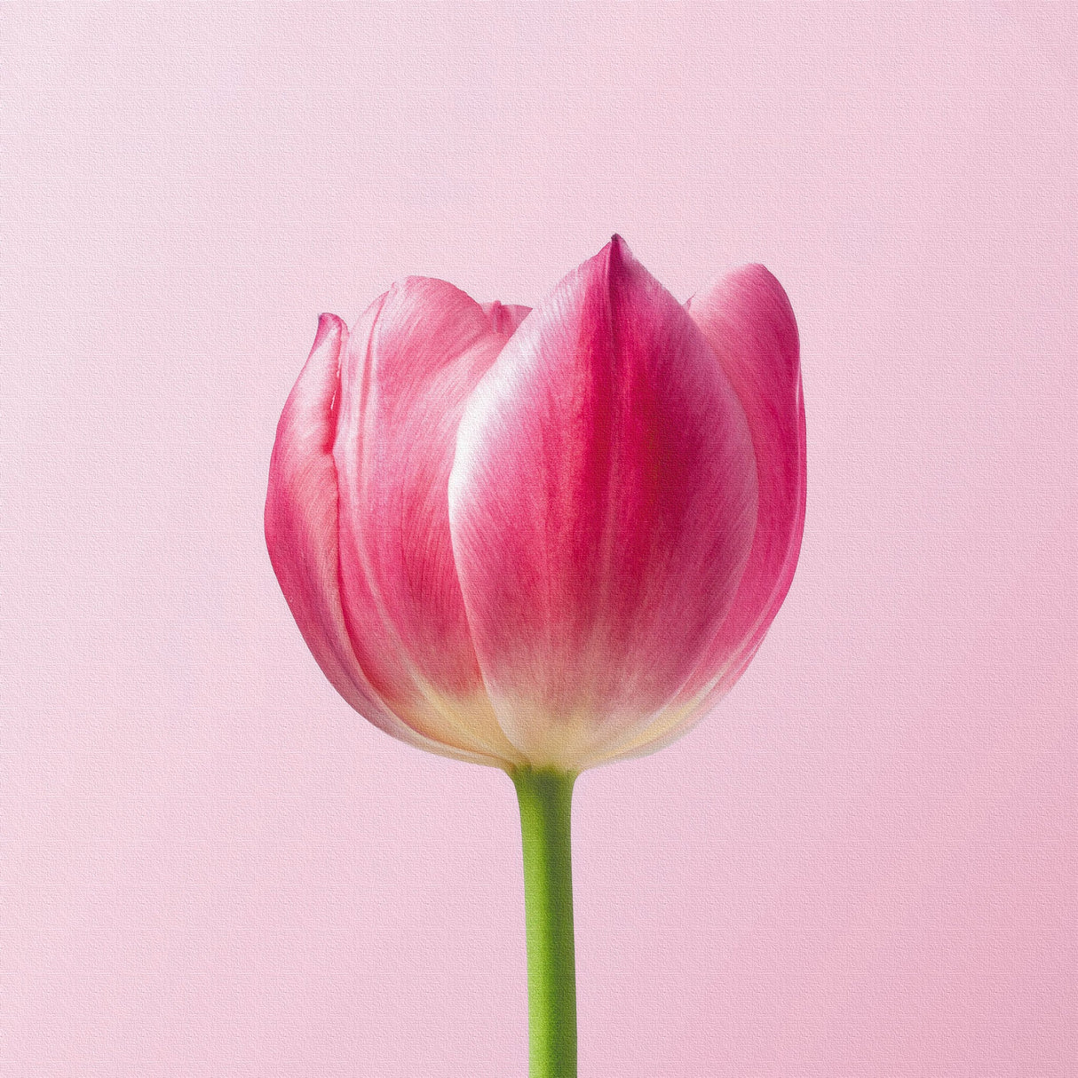 花のファブリックボード インテリア雑貨 アートパネル キャンバス ピンク poht-2205-30