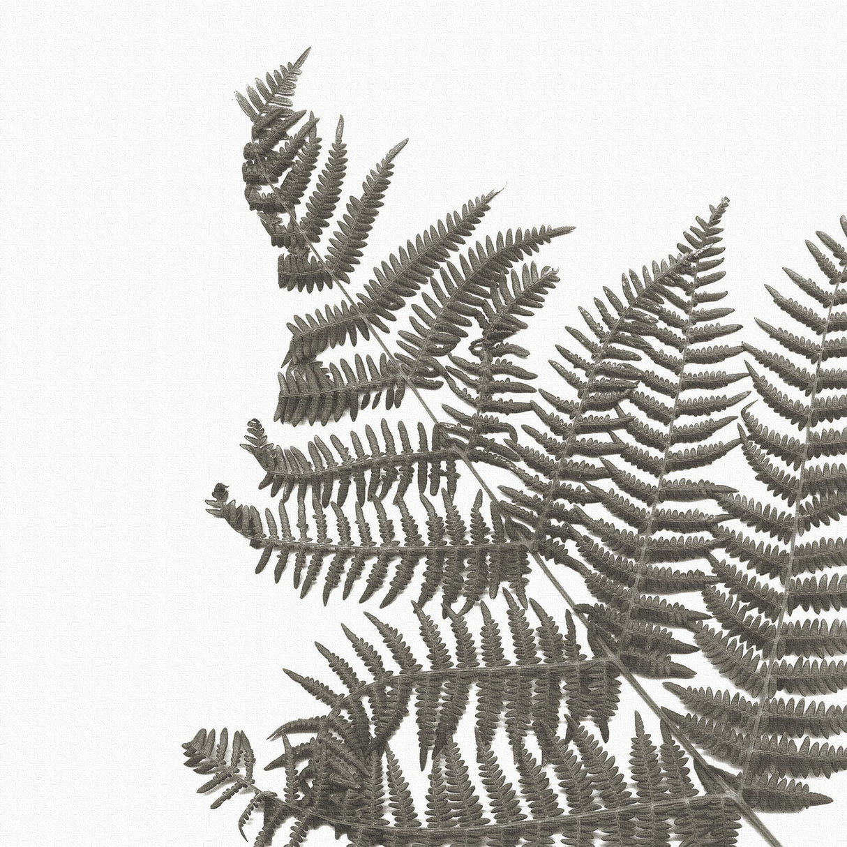 植物のアートパネル インテリア 雑貨 アート シンプルモダン  pop-0099