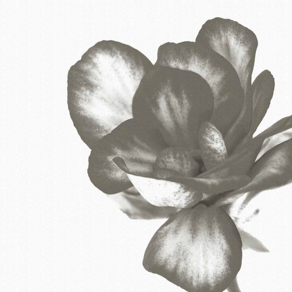 植物のファブリックボード インテリア 雑貨 アート シンプルモダン  pop-0101