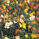 Malibu wall art interior goods art panel canvas popa-1803-021
