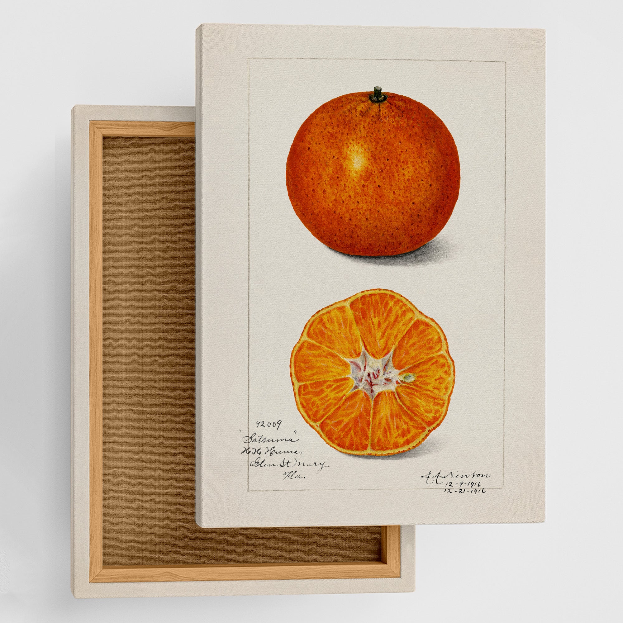 オレリーマティゴ アート 貴重　エイチピーデコ　オレリーマチゴ　写真　絵画 風 横橋成子「Forest of wolf-wolf-」 35×35cm Yokohashi seiko