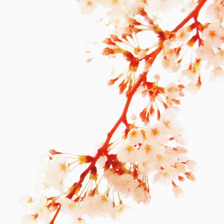 Fabric panel for wall decoration | Sakura poster art pho-0045