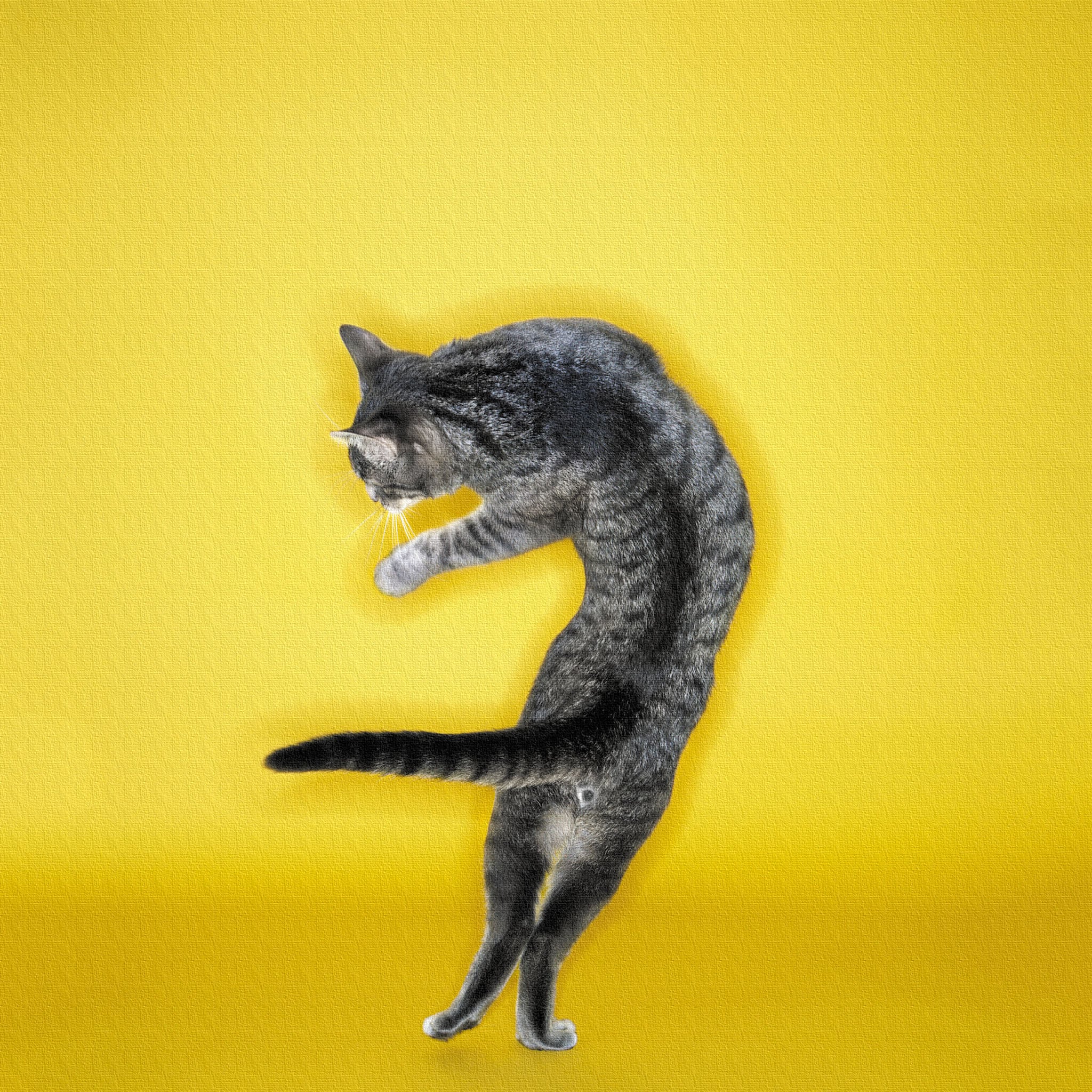 猫のアートパネル 小物 インテリア – ArtDeli. アートパネル専門店