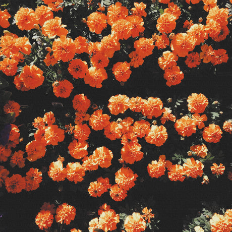 花のアートパネル インテリア雑貨 アートパネル キャンバス オレンジ  poht-2205-23