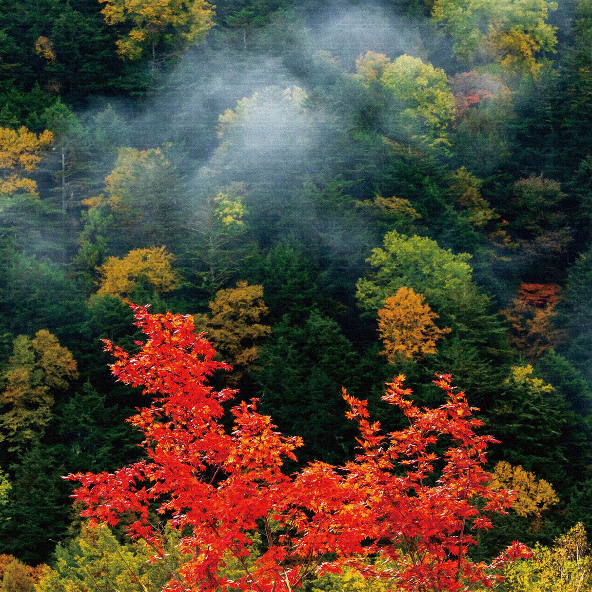 [Charity included] Wall art by Sennin Photographer Sakakibara Interior goods Gifu Prefecture The power of art Nature Autumn leaves skbr-0001