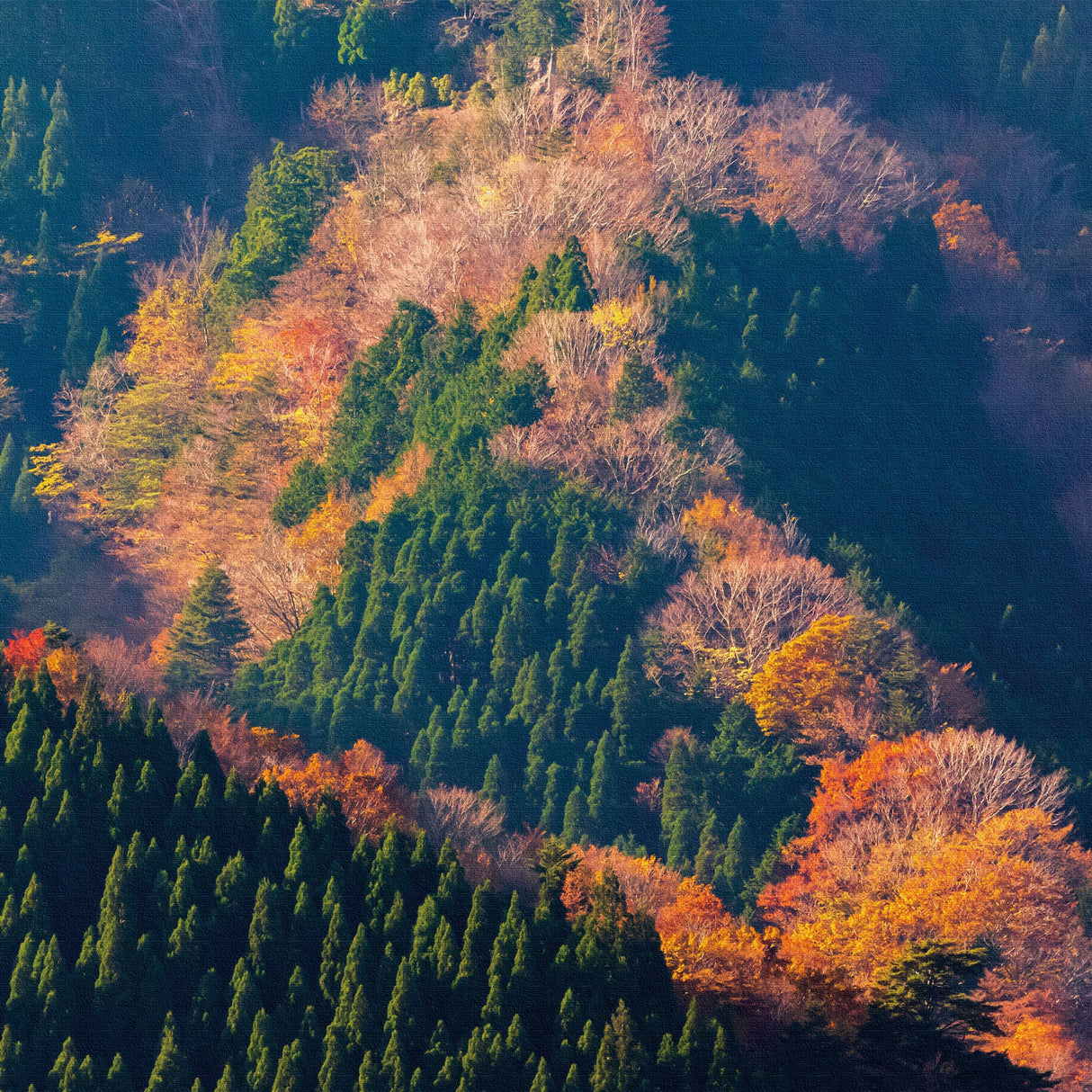 [Charity included] Fabric panel by hermit photographer Sakakibara Interior goods Nara Prefecture Power of art Nature Autumn leaves skbr-0003