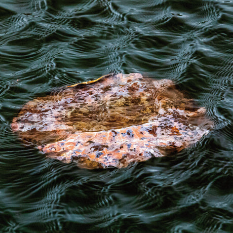 [Charity included] Wall decor by the hermit photographer Sakakibara Interior goods Shiga Prefecture The power of art Nature Fallen leaves skbr-0004