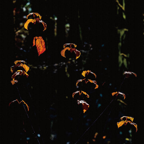 [チャリティ付き]仙人カメラマン榊原のファブリックボード インテリア雑貨 長野県 アートのチカラ 自然 紅葉 skbr-0017