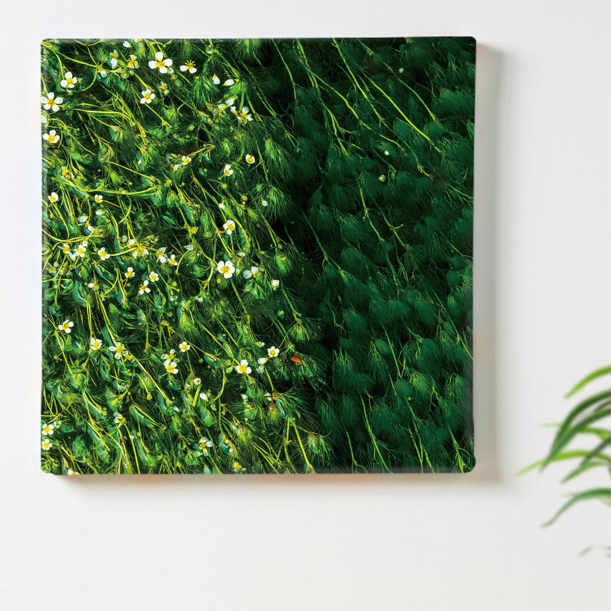 [Charity included] Wall art by Sennin Photographer Sakakibara Interior goods Fukui Prefecture Power of Art Nature Flowers skbr-0028